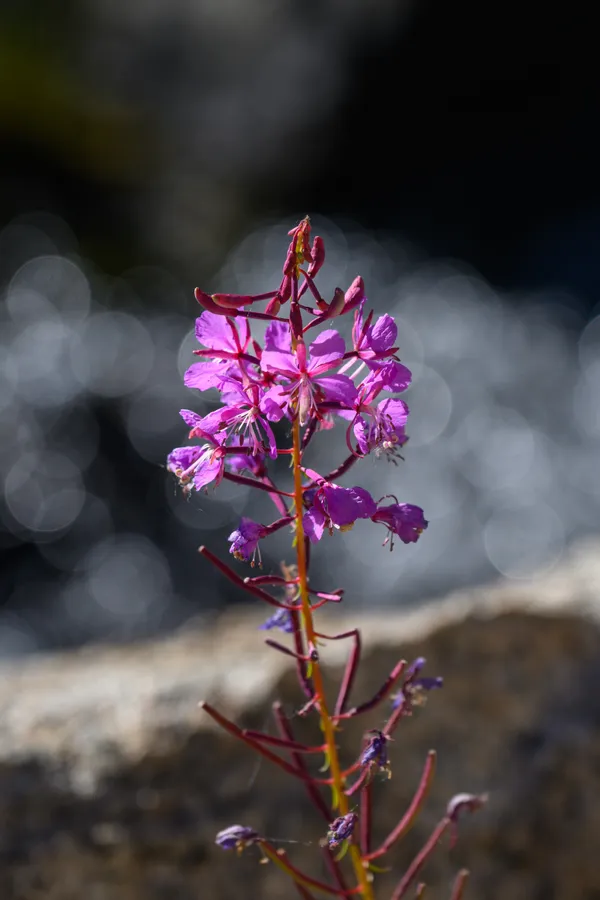Plants