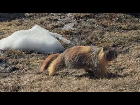 Yellow-bellied marmot