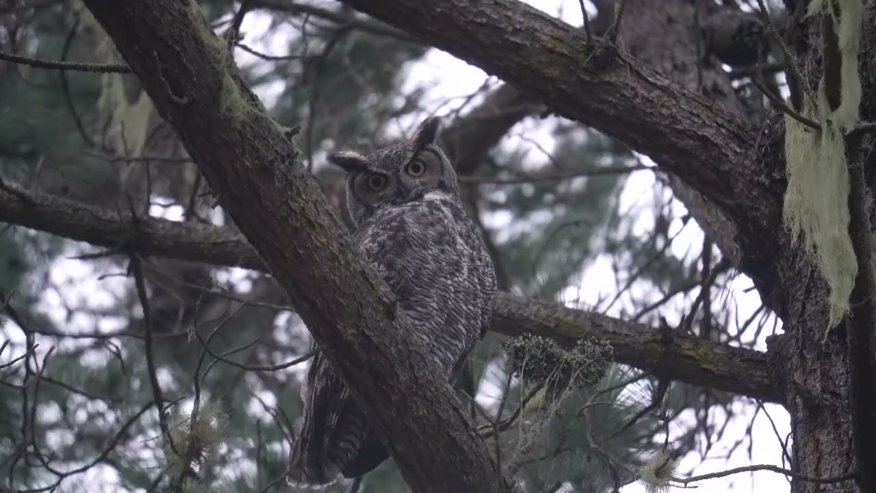 Great horned owl